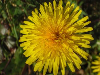 Close-up of yellow flower