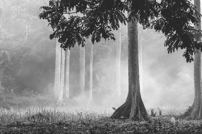 A forest and fog