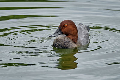 Duck swimming in a lake