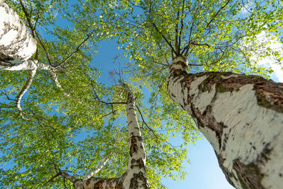 Low angle view of tree against sky