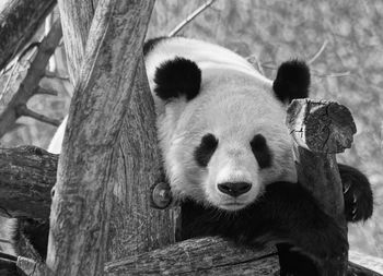 Panda on wood at zoo