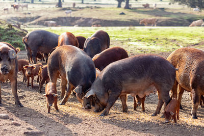 Horses grazing in a field