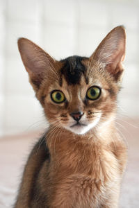 Close-up portrait of abyssinian kitten