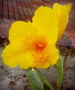 Close-up of yellow flower