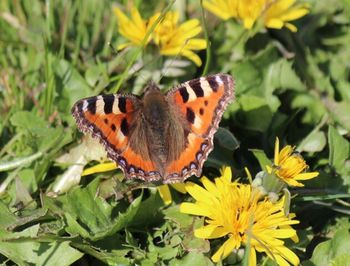 Close-up of butterfly on yellow flowers