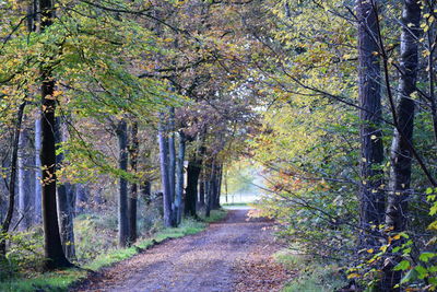 Trees in forest during autumn