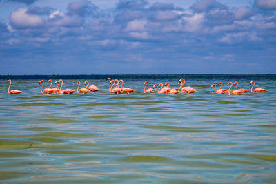 View of birds in sea