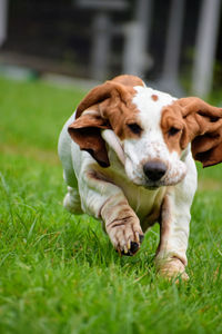 Dog running on grassy field