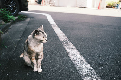 Cat lying on road