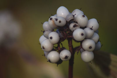 Close-up of tomatoes