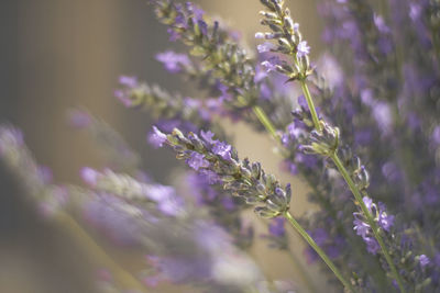 Close-up of purple flowering plants on field