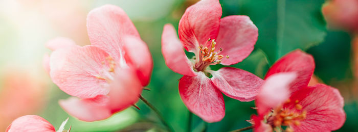 Close-up of pink flowering plant