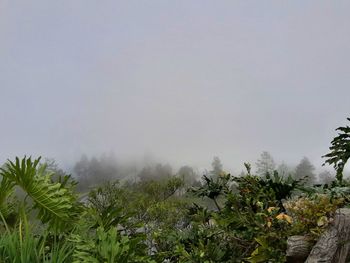 Plants growing on land against sky