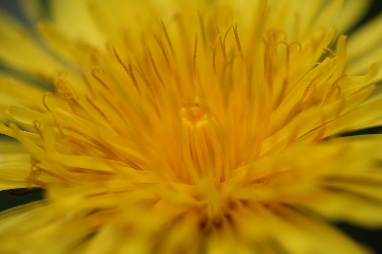 CLOSE-UP OF YELLOW FLOWERING PLANT ON PETAL