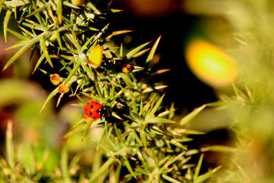 Close-up of ladybug on flower