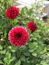 Close-up of red flowering plants in park