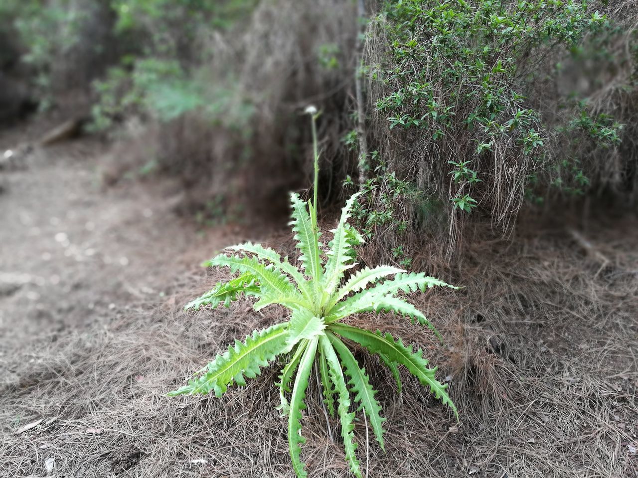 Helecho salvaje de Tenerife