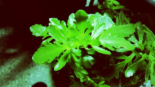 Close-up of plant