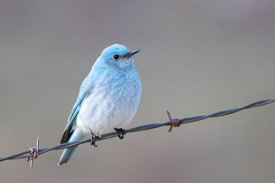 Close-up of bird perching on barbed wire