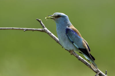 Low angle view of bird perching on branch
