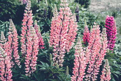 Beautiful blooming pink lupine flowers. moody bold colors. blurred natural background.