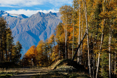 Scenic view of forest against sky during autumn