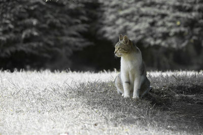 Cat looking away on field