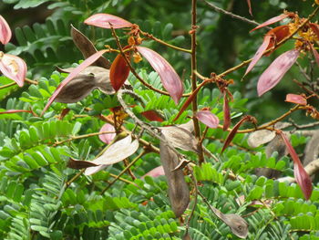 Close-up of bird perching on branch