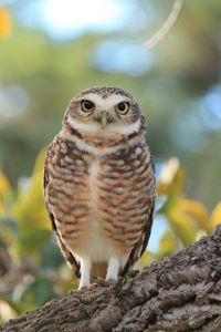 Close-up of owl perching on branch