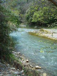 River flowing through forest