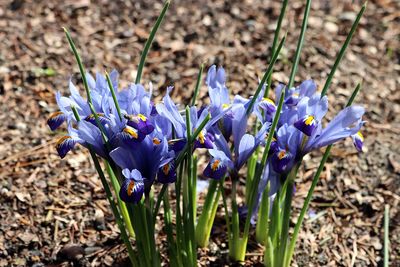 Close-up of purple crocus blooming on field