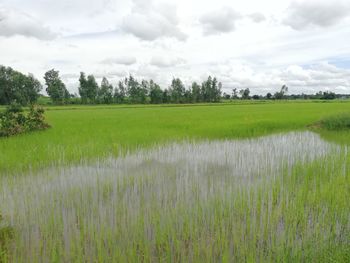 Scenic view of grassy field against sky