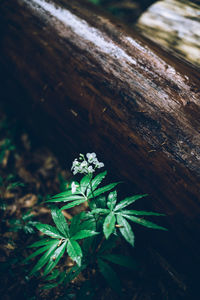 High angle view of plant