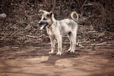 Dog standing on ground