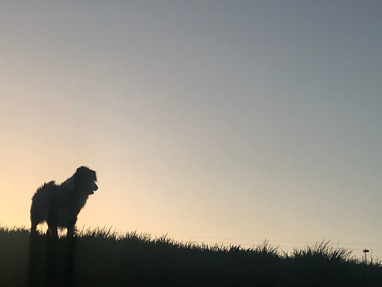 VIEW OF DOG ON FIELD AGAINST SKY