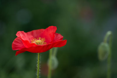 Close-up of red flower