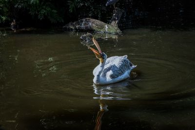 High angle view of duck swimming in lake