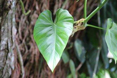 Close-up of green leaves on tree trunk