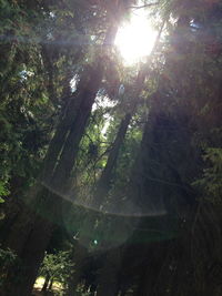 Sun shining through trees