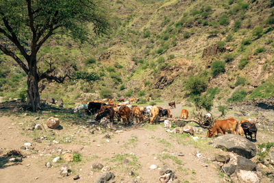 A herd of masai boran cattle grazing in the wild at ngare sero river in ngorongoro area in tanzania