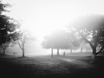 Trees in foggy weather