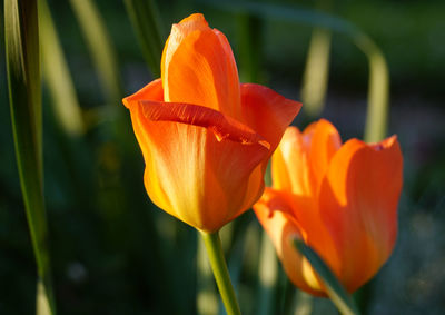 Close-up of orange flower