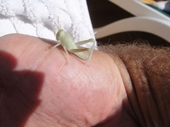 Close-up of insect on hand