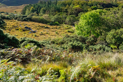 Plants growing on land