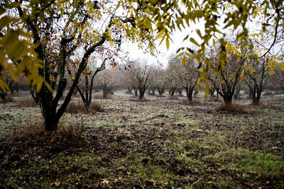 Trees on field during autumn