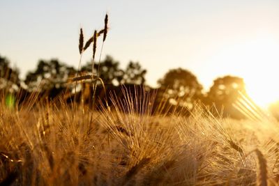 Close-up of stalks in field against sky