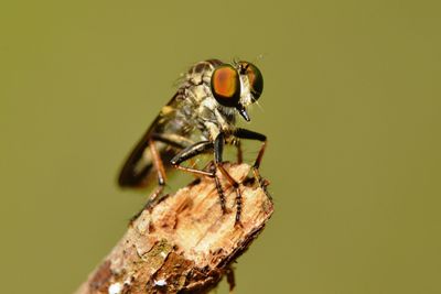 Close-up of insect