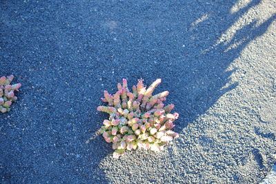 High angle view of flower plant on sand