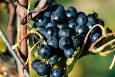 Close-up of grapes growing on plant