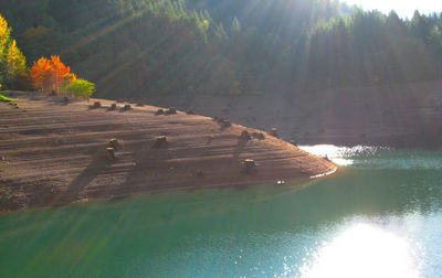 Reflection of trees in water